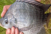 羅非魚以什么為食，主要吃浮游動物和植物飼料