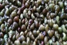 淡水螺的產(chǎn)地，廣東、福建等地養(yǎng)殖較多