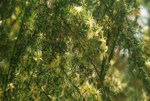 云竹開花的寓意，寓意幸福美滿、永恒不變等