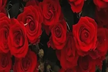 紅玫瑰2朵一般送給誰(shuí)，通常送給戀人