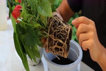 紅掌的換盆方法，取出植株修剪根系后再栽入新盆中