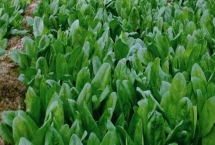 越冬菠菜什么時(shí)候種植，可在平均氣溫在17-19℃時(shí)播種