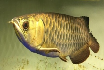 龍魚為什么會(huì)掉眼，主要原因是光線過(guò)強(qiáng)、下沉飼料過(guò)多