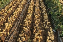 七月份能種土豆嗎，氣溫高不宜種植土豆