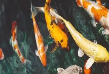 錦鯉池長黑青苔怎么辦，需要立刻將其撈出清理