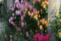 院子里能種菊花嗎，院子里是適合種菊花的