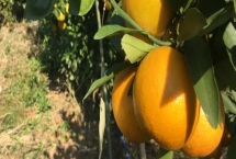 廣東省四會市的特產(chǎn)，四會玉器聞名遐邇