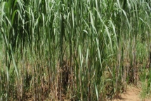 甜象草的栽培技術(shù)，無霜地區(qū)一年四季均可栽培