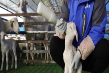怎么對羔羊進(jìn)行人工哺乳，將裝有奶水的哺乳器塞到羔羊嘴中、使其自行吮乳