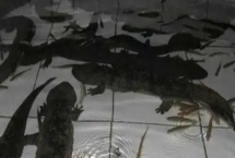 娃娃魚的養(yǎng)殖技術(shù)，水溫保持在16-22℃之間為佳