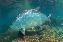 大海鰱是什么，是咸淡水重要養(yǎng)殖魚類之一