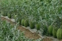 麒麟西瓜怎么種植，出苗后至真葉展開(kāi)前要盡可能少澆水