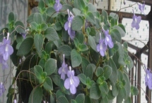 碰碰香開花是什么時候，是一種在夏季開花的花朵