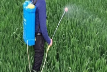 矮壯素和多效唑的區(qū)別，應(yīng)用范圍、施用方法均不同