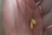 掛玉米粒釣魚可以嗎，使用玉米粒掛鉤效果不錯