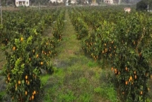 種植柑橘的條件，年降雨量需達到1200-2000毫米