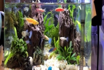 給魚缸換水的正確方法，根據(jù)情況選擇部分換水或全部換水