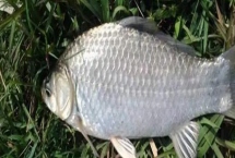 鯽魚最敏感的味道，小鯽魚喜歡香腥味、大鯽魚喜歡清淡味