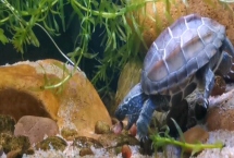 草龜一般吃什么，動(dòng)物性飼料和植物性飼料通通都吃