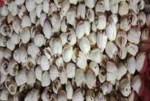 江西石城縣的特產(chǎn)，石城白蓮馳名中外