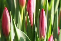 郁金香的花語(yǔ)是什么，寓意無(wú)盡的愛(ài)、清高戀情等