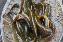 泥鰍的價(jià)格，當(dāng)前售價(jià)趨于平穩(wěn)