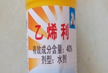 催熟劑的作用，可促進(jìn)果實成熟