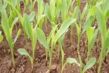 如何判斷農(nóng)作物缺肥，根據(jù)表現(xiàn)癥狀來分析