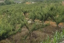 種李子用什么土比較好，用黑土比較好
