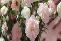 康乃馨的花語，寓意母愛之情、尊敬之情等