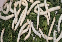 養(yǎng)蠶的方法，桑葉要保證新鮮無水