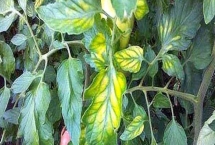 鎂肥對植物的作用，有利于作物增產(chǎn)