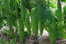 苦瓜的種植條件，開花結(jié)果期切忌缺水和長時間積水