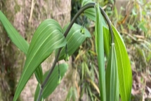 黃精的產(chǎn)地，種類(lèi)多產(chǎn)地分布廣