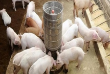 小豬飼料為什么不能給大豬吃，豬每個階段所需的主要營養(yǎng)不同