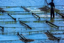 霞浦紫菜的產(chǎn)地，產(chǎn)于寧德市霞浦縣