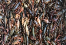南陵小龍蝦的產(chǎn)地，產(chǎn)于安徽省蕪湖市南陵縣