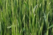 小麥拔節(jié)期能打除草劑嗎，不能打因?yàn)樯杂胁簧骶蜁?huì)產(chǎn)生藥害