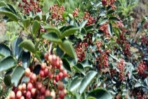 花椒夏季種植管理技術(shù)，夏季修剪通常全年進(jìn)行2-3次
