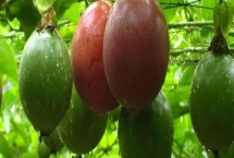 百香果的產(chǎn)地，廣植于熱帶和亞熱帶地區(qū)