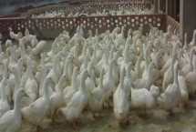 養(yǎng)殖肉鴨怎么節(jié)省飼料，合理搭配日糧的營養(yǎng)可減少飼料消耗量