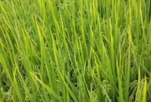 水稻早衰的原因，可能是栽植密度過大或土壤缺乏某種元素等均會(huì)導(dǎo)致