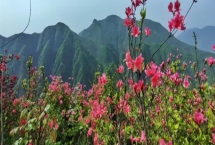 杜鵑花的寓意，有鴻運(yùn)高照之意