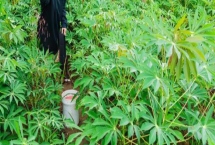 木薯施肥方法，塊根膨大期應主施鉀肥