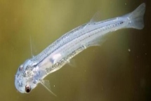 牙簽魚的產(chǎn)地分布，亞馬遜河流域是主要分布區(qū)