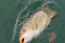 夏天釣鯉魚用什么漂，要根據(jù)實際情況選擇合適的漂