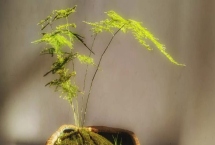 家里養(yǎng)文竹的吉兇，有“竹報(bào)平安”之意
