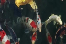 鯉魚(yú)的批發(fā)價(jià)格，不同的產(chǎn)地價(jià)格有所差異