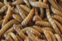 黃粉蟲養(yǎng)殖項目是不是騙局，具有風(fēng)險但選擇正確的合作對象就可以盈利