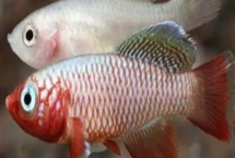 粉紅佳人鳉魚好不好養(yǎng)，飼養(yǎng)難度較小
